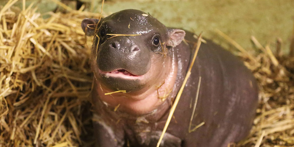 You're more lovable than a baby hippo in a onesie.