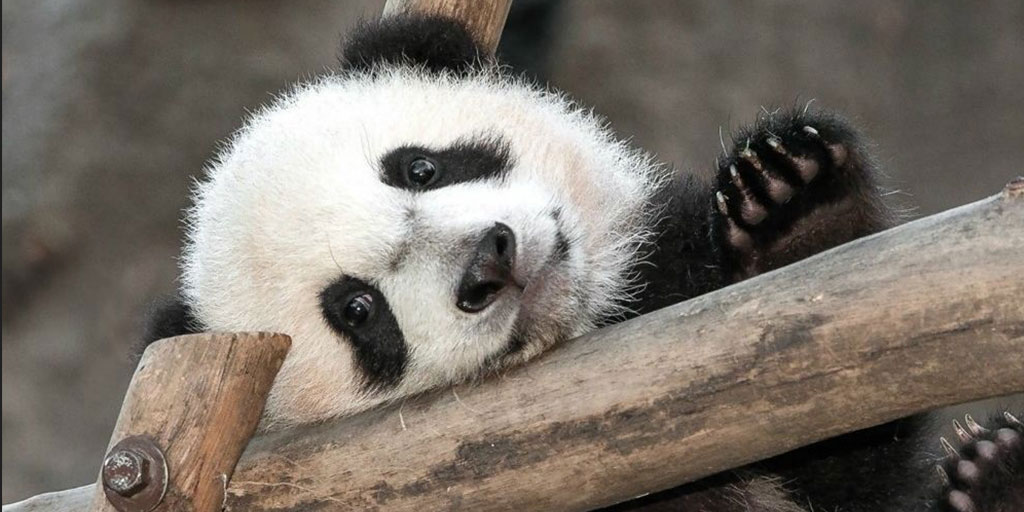 You are more adorable than a baby panda riding a sneezing piglet.