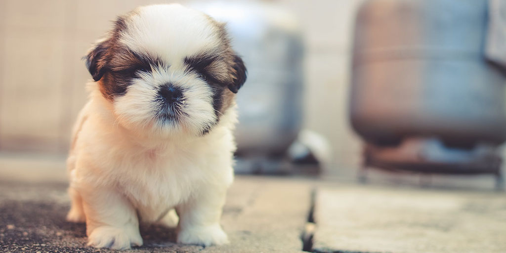 You're not big and clever. You're small. And clever.