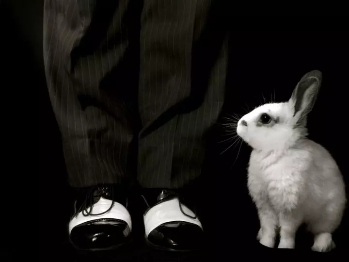 Magic Legs Rabbit