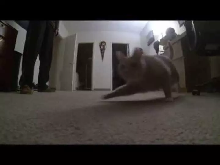 Mowgli and the bird